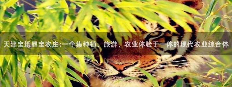 摩根娱乐50186