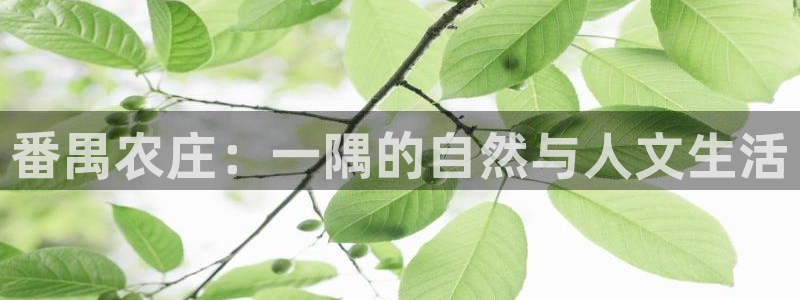 泉州摩根会娱乐