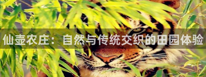 摩根娱乐包是什么意思