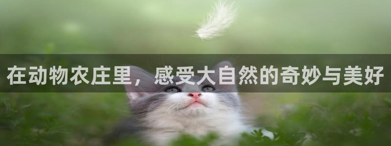 摩根娱乐宝怎么盈利