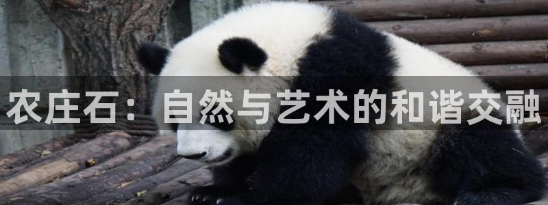摩根娱乐dj