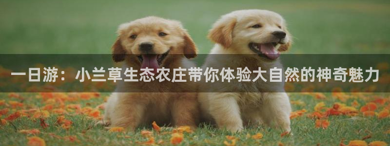 摩根娱乐公会创始人