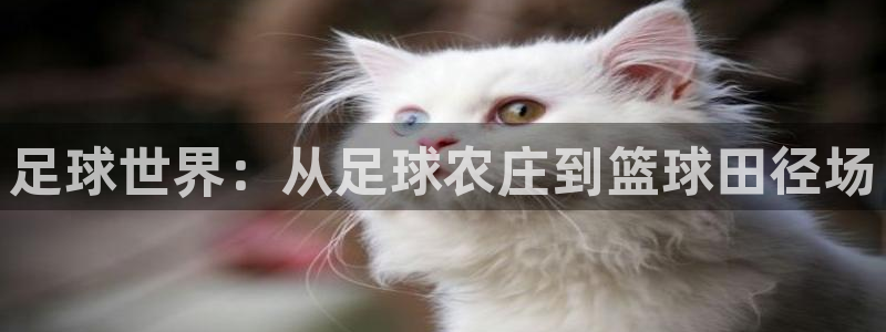 摩根国际娱乐宝进不去