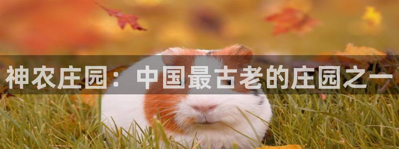 摩根娱乐黑台