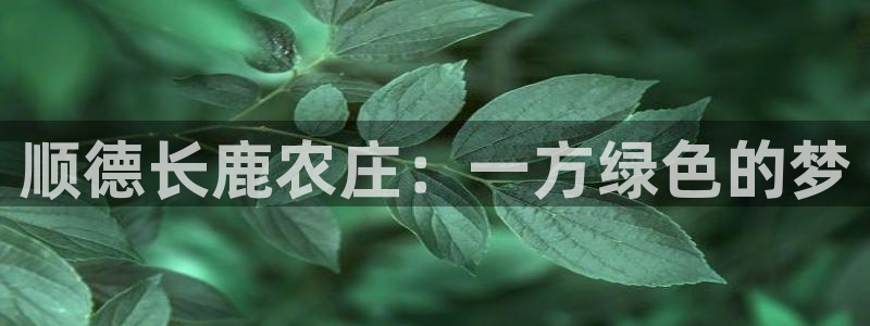 泉州摩根会娱乐场所