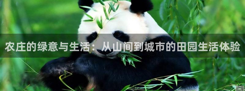 华视娱乐 摩根 王琛