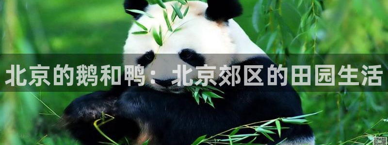 摩根娱乐宝是什么意思