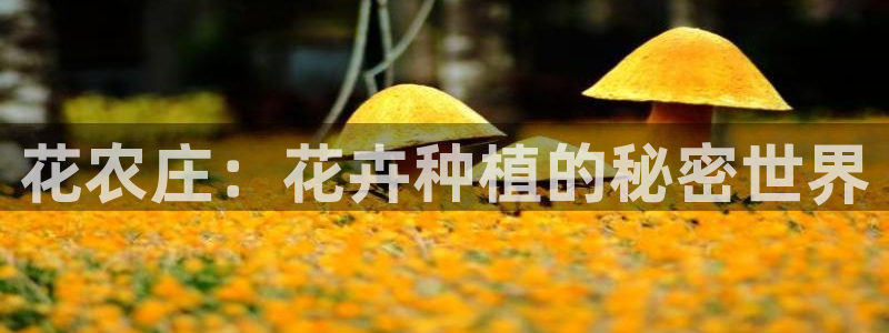 摩根国际娱乐宝官网下载